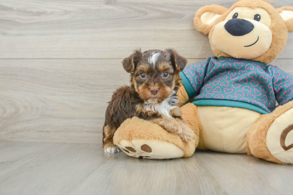 Best Yorkie Poo Baby