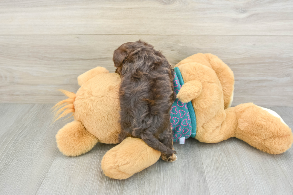 Playful Yo Yo Poo Poodle Mix Puppy