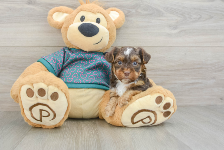 Yorkie Poo Pup Being Cute