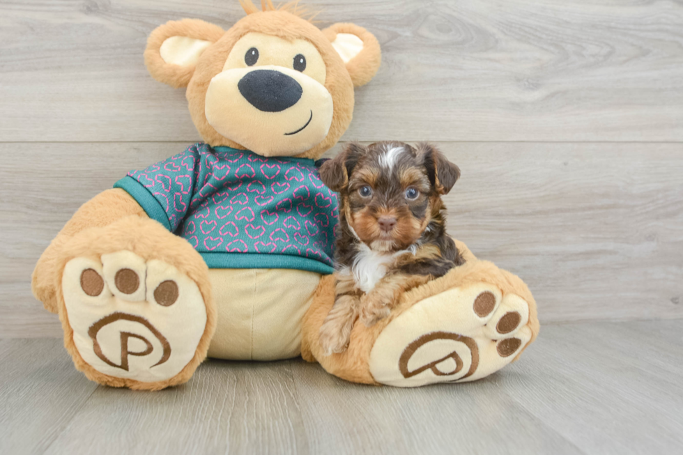 Yorkie Poo Pup Being Cute