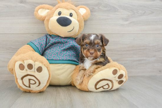 Yorkie Poo Pup Being Cute