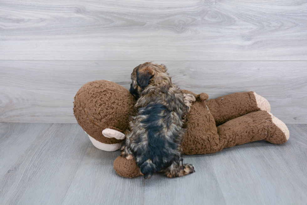 Yorkie Poo Pup Being Cute
