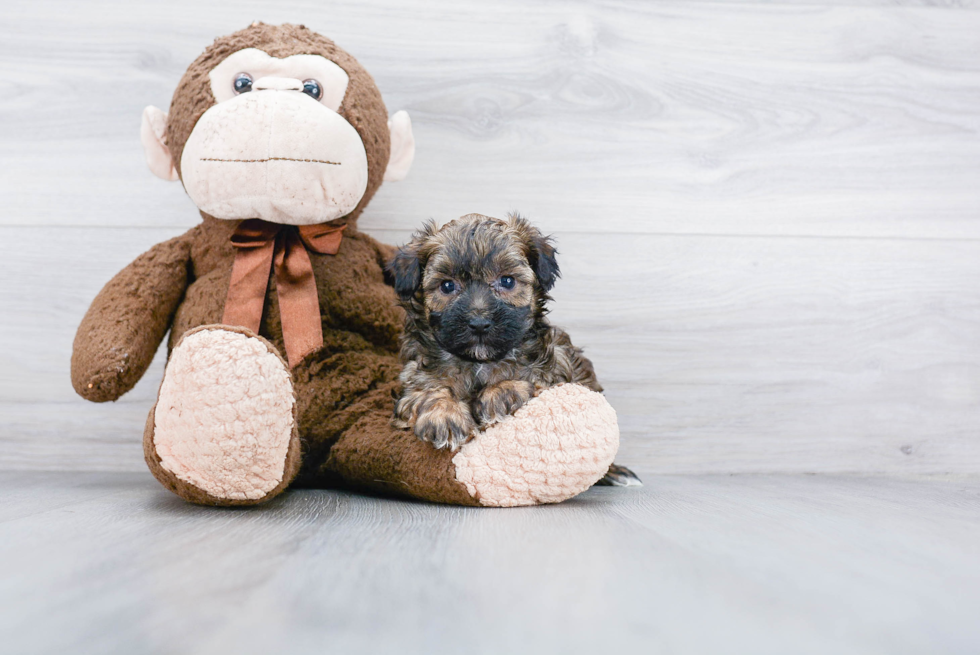 Funny Yorkie Poo Poodle Mix Pup