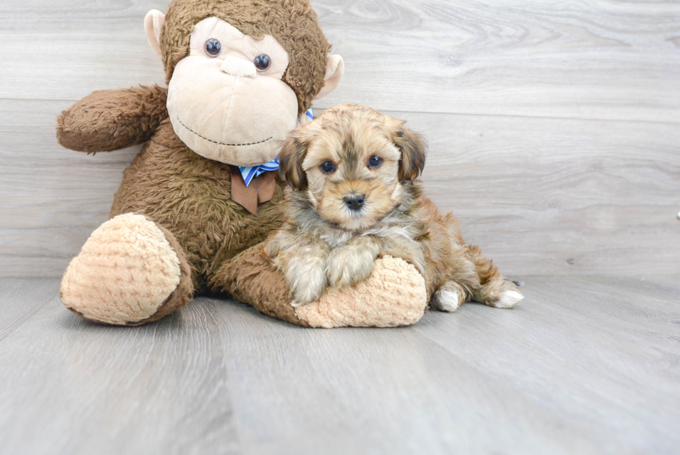 Energetic Yorkie Doodle Poodle Mix Puppy