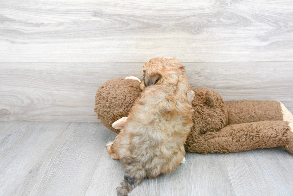 Best Yorkie Poo Baby