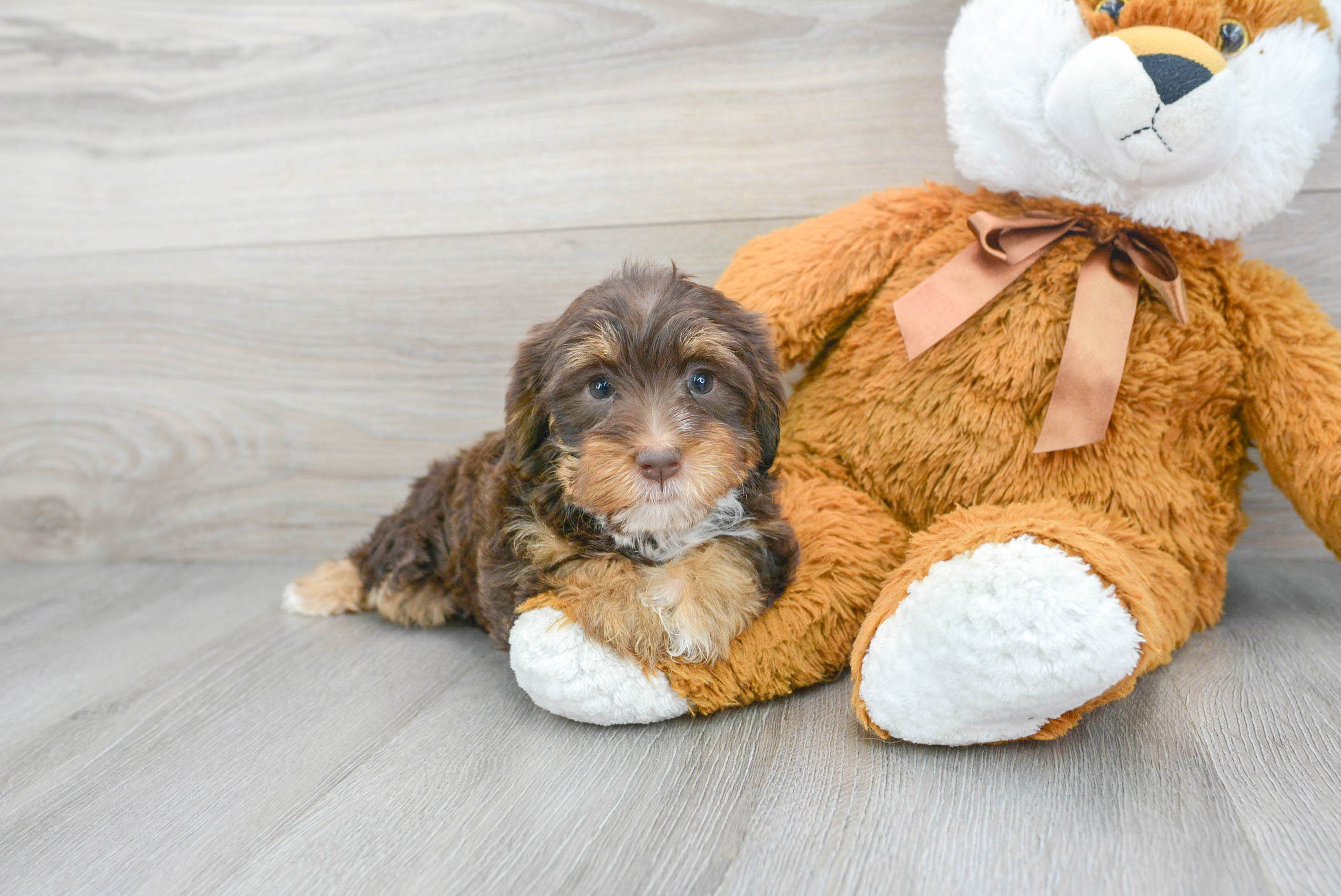 Best Yorkie Poo Baby