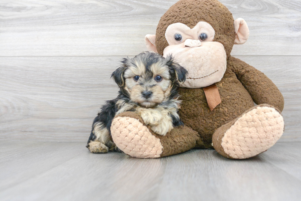 Funny Yorkie Poo Poodle Mix Pup