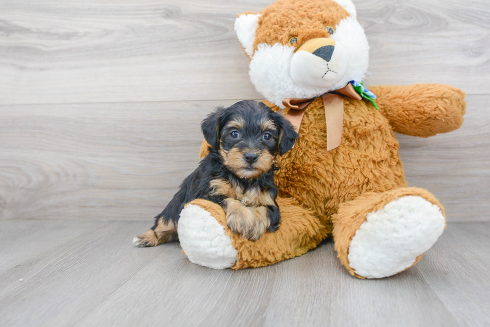 Little Yorkie Doodle Poodle Mix Puppy