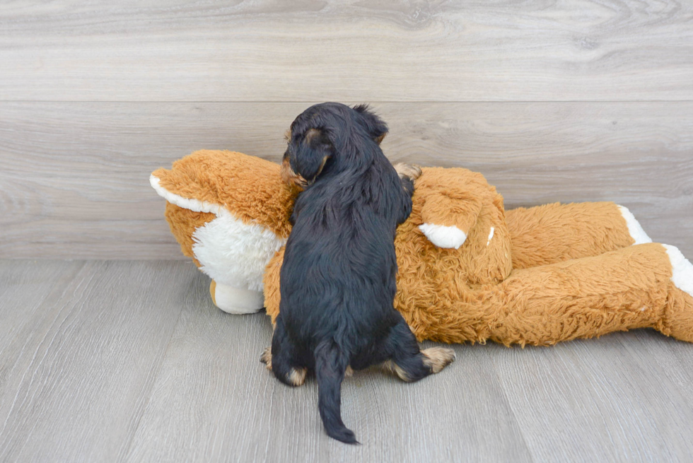 Yorkie Poo Pup Being Cute