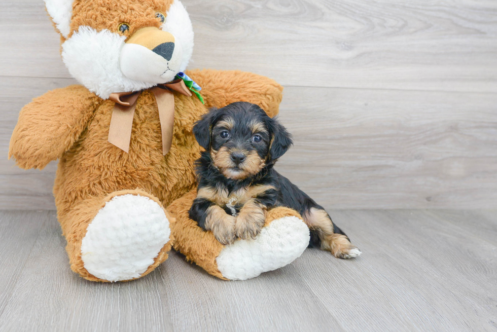 Funny Yorkie Poo Poodle Mix Pup