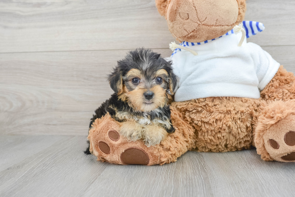 Cute Yorkie Poo Baby