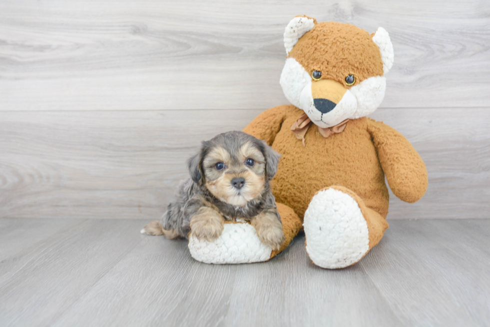 Best Yorkie Poo Baby