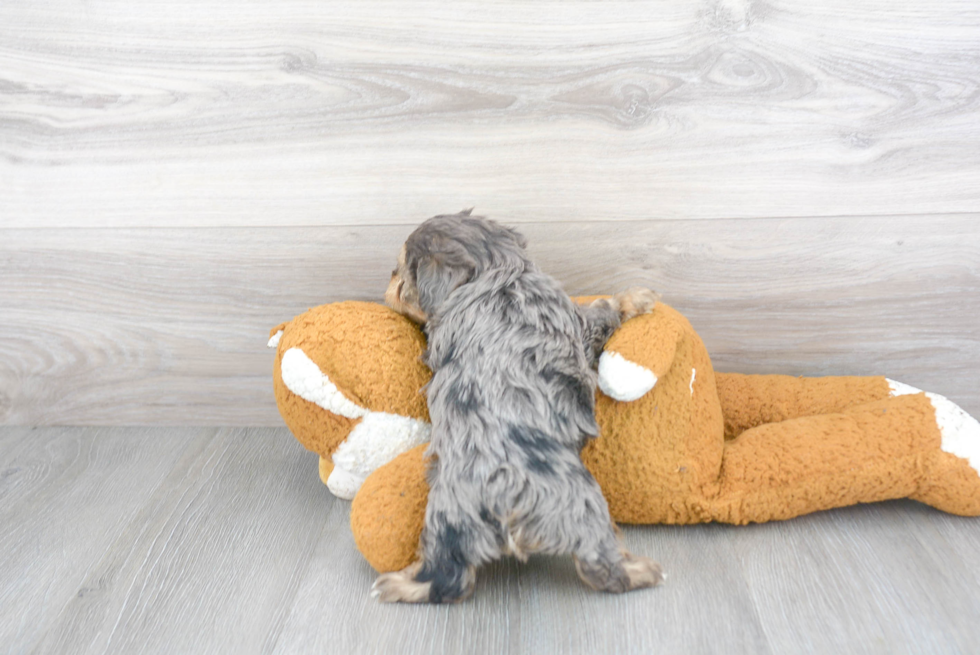 Happy Yorkie Poo Baby