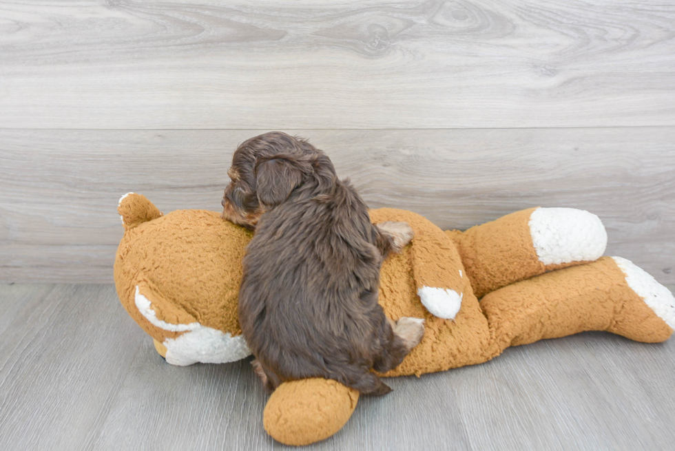 Yorkie Poo Pup Being Cute