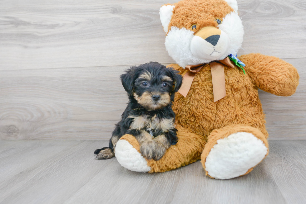 Yorkie Poo Puppy for Adoption