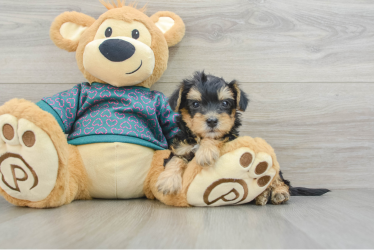 Playful Yo Yo Poo Poodle Mix Puppy