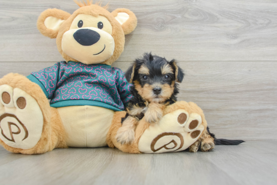 Playful Yo Yo Poo Poodle Mix Puppy