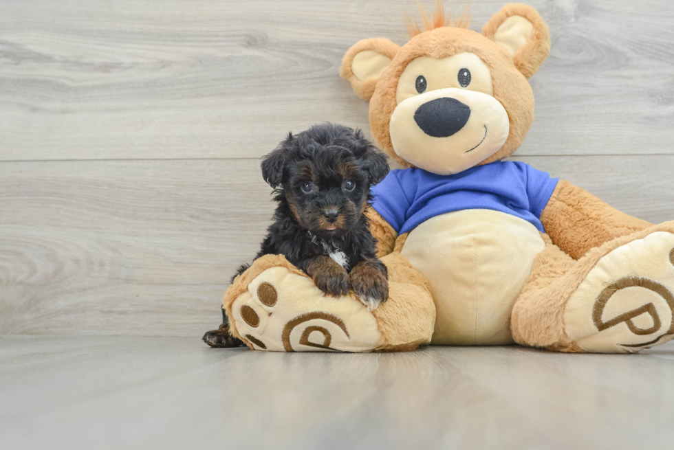 Friendly Yorkie Poo Baby