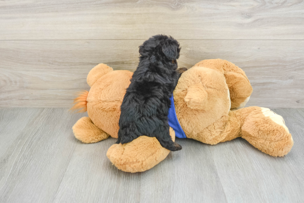 Petite Yorkie Poo Poodle Mix Pup