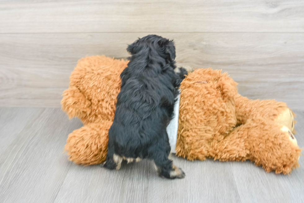 Yorkie Poo Pup Being Cute