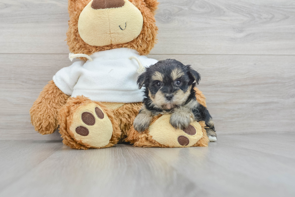 Playful Yorkie Doodle Poodle Mix Puppy