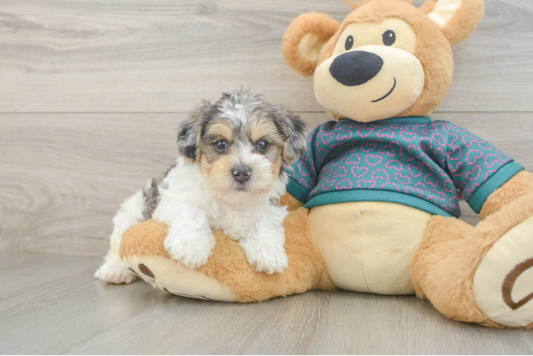 Yorkie Poo Pup Being Cute