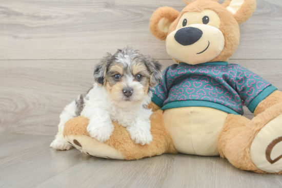 Yorkie Poo Pup Being Cute