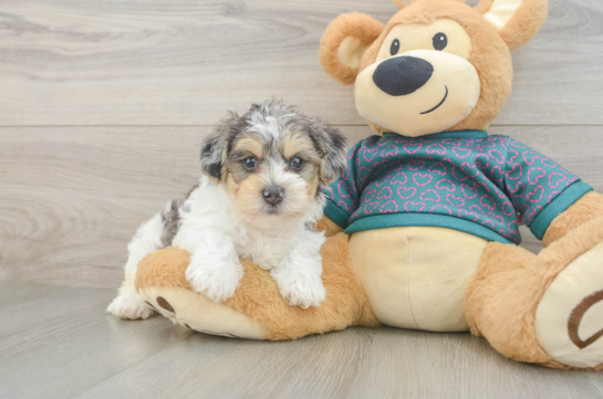 Yorkie Poo Pup Being Cute