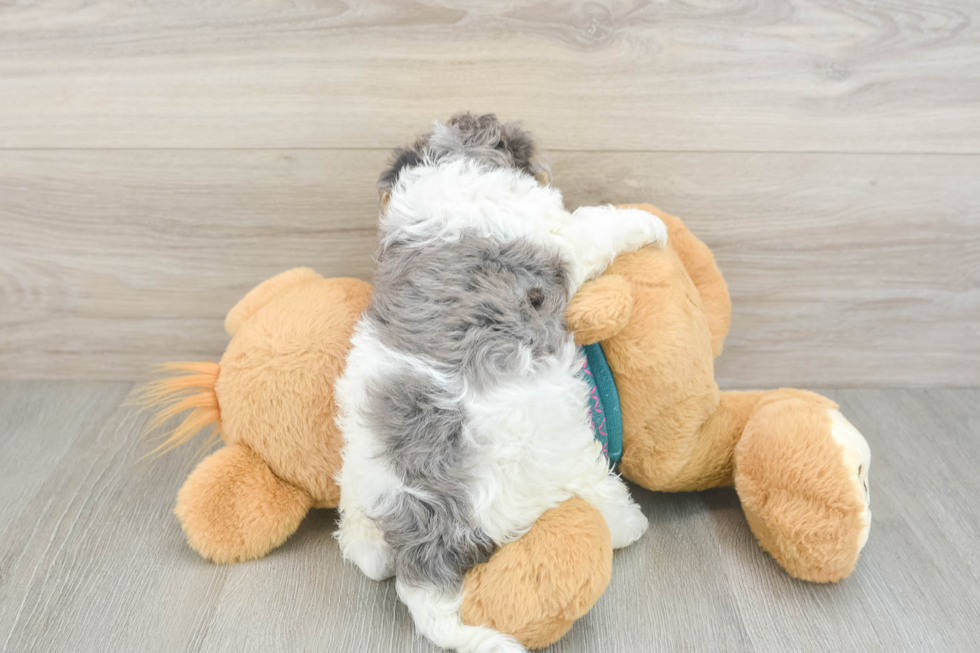 Funny Yorkie Poo Poodle Mix Pup