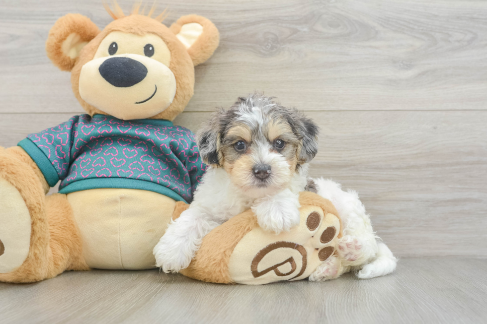 Cute Yorkie Poo Baby