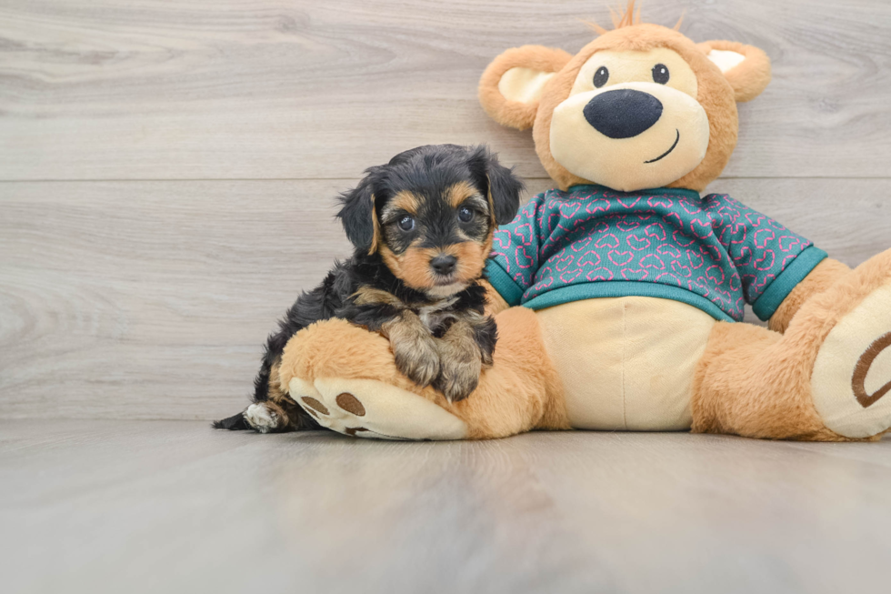 Cute Yorkie Poo Baby