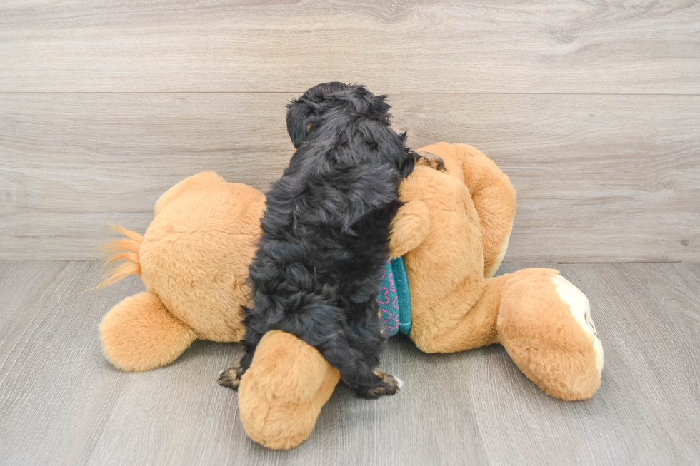 Yorkie Poo Puppy for Adoption