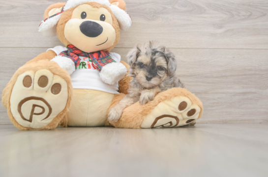 Yorkie Poo Puppy for Adoption