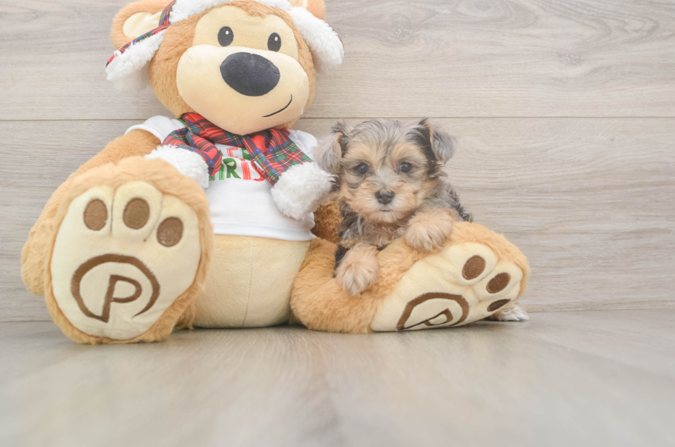 7 week old Yorkie Poo Puppy For Sale - Premier Pups
