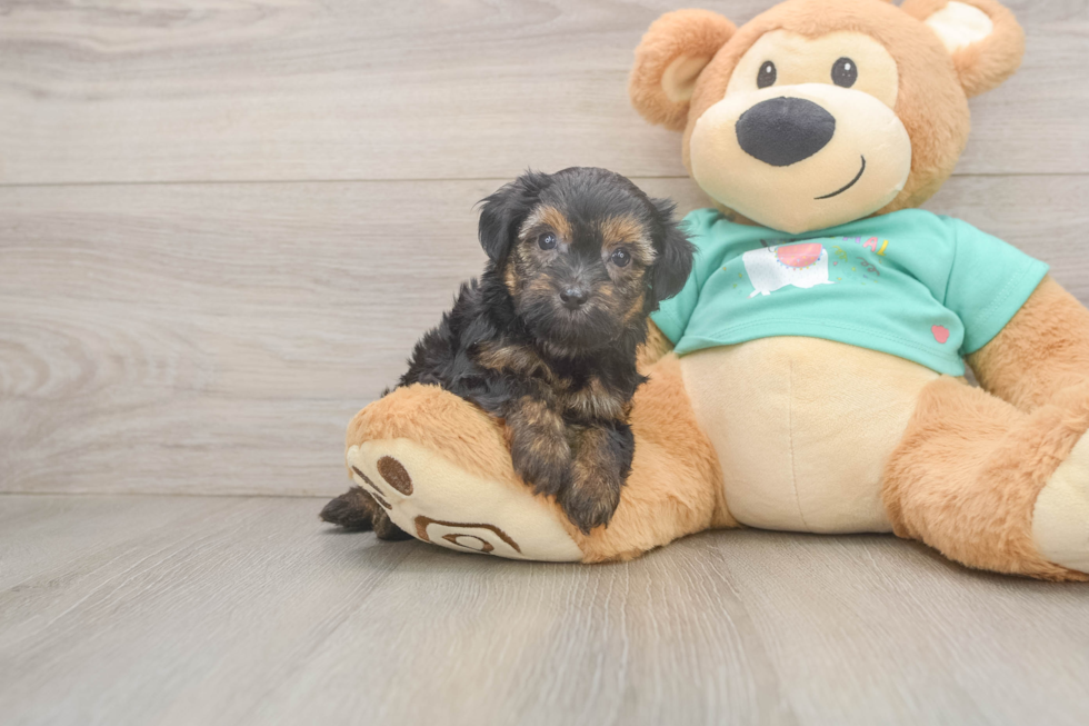 Popular Yorkie Poo Poodle Mix Pup