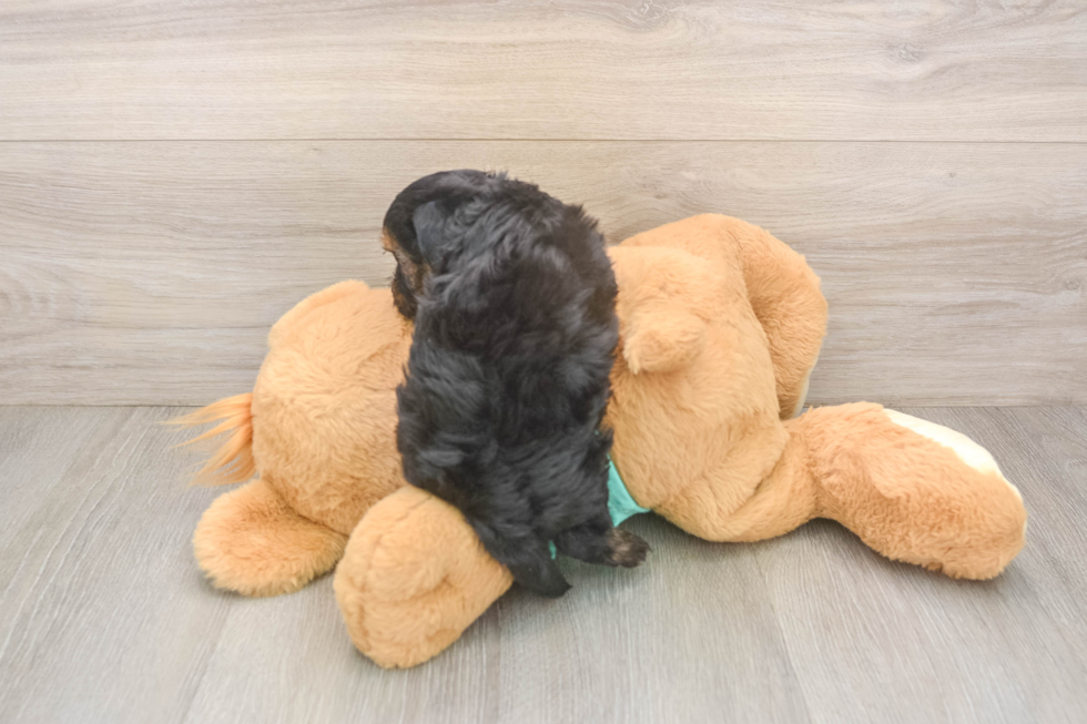 Yorkie Poo Puppy for Adoption