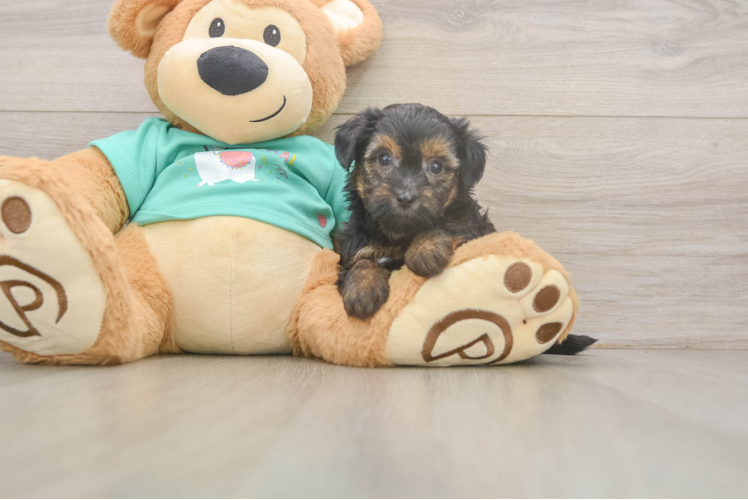 Sweet Yorkie Poo Baby