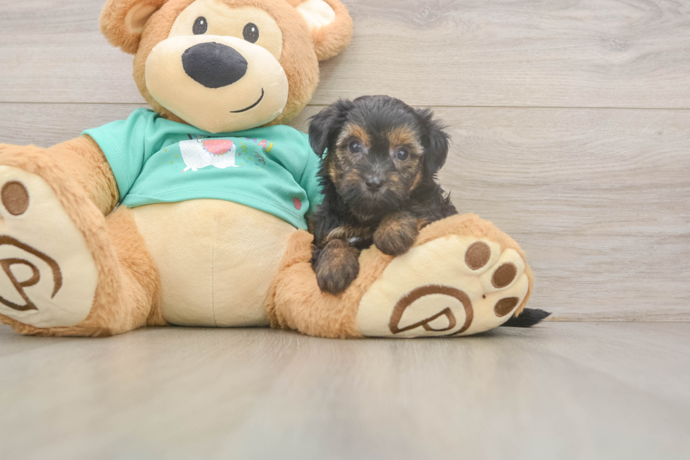 Sweet Yorkie Poo Baby
