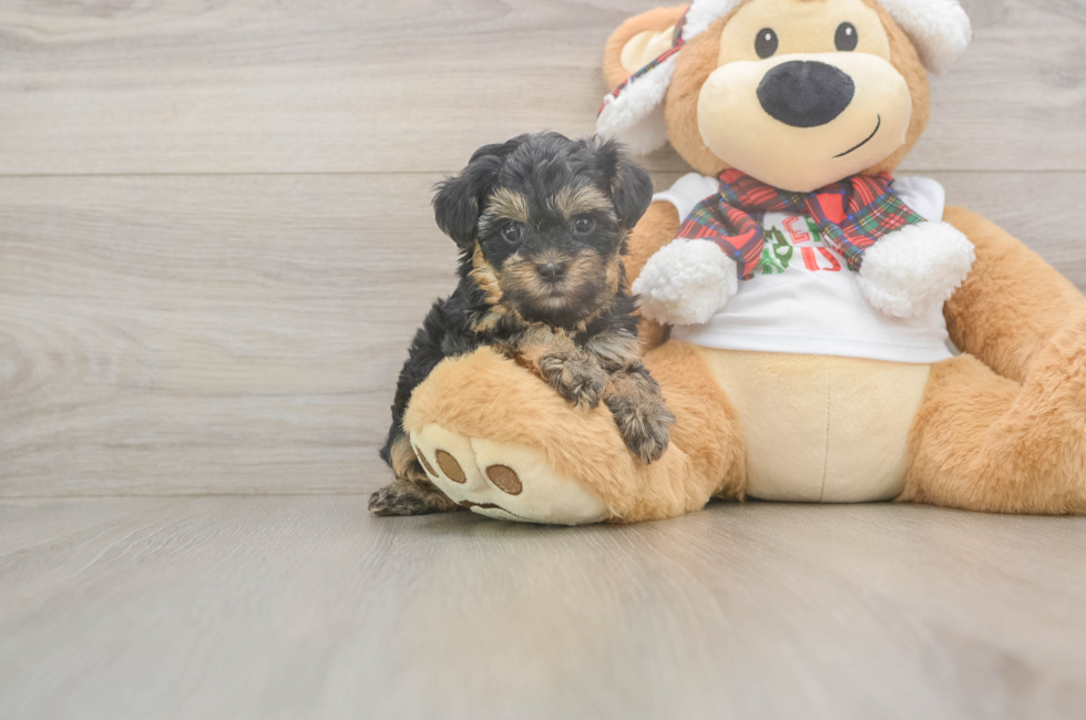 7 week old Yorkie Poo Puppy For Sale - Premier Pups