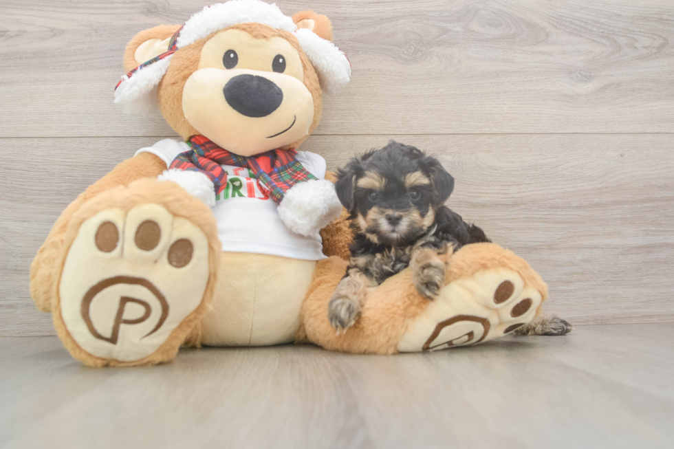 Little Yorkie Poodle Mix Poodle Mix Puppy