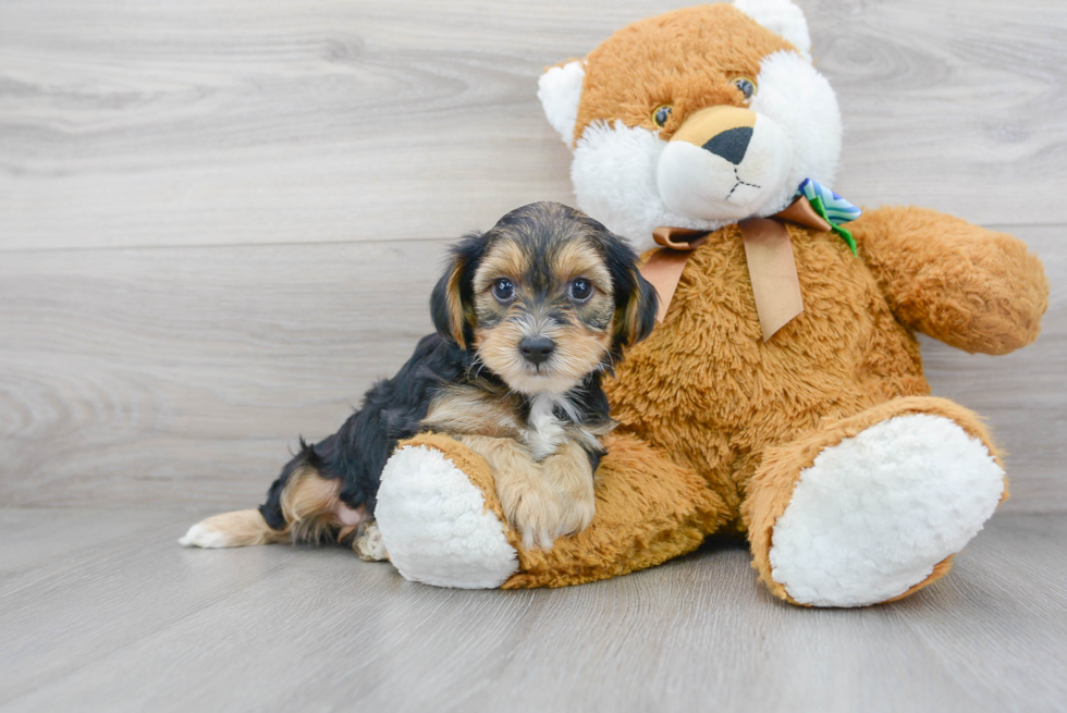 Little Yorkie Doodle Poodle Mix Puppy