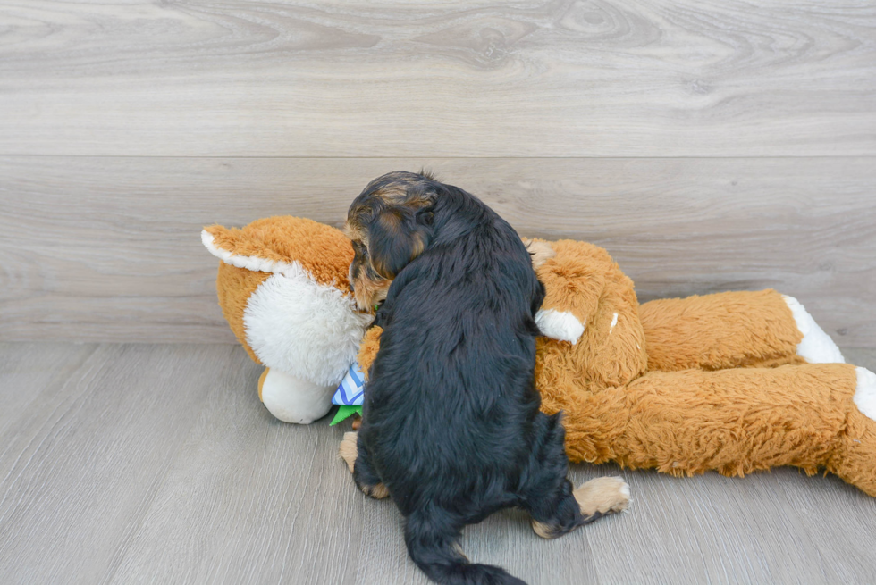 Hypoallergenic Yorkie Doodle Poodle Mix Puppy