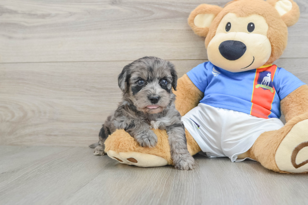 Friendly Yorkie Poo Baby