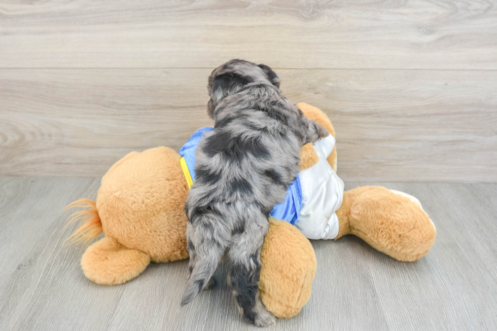 Friendly Yorkie Poo Baby