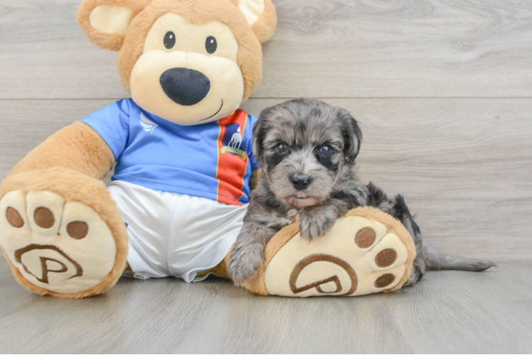 Cute Yorkie Poo Baby