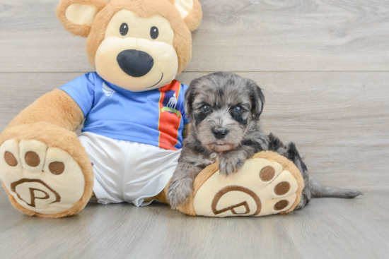 Cute Yorkie Poo Baby