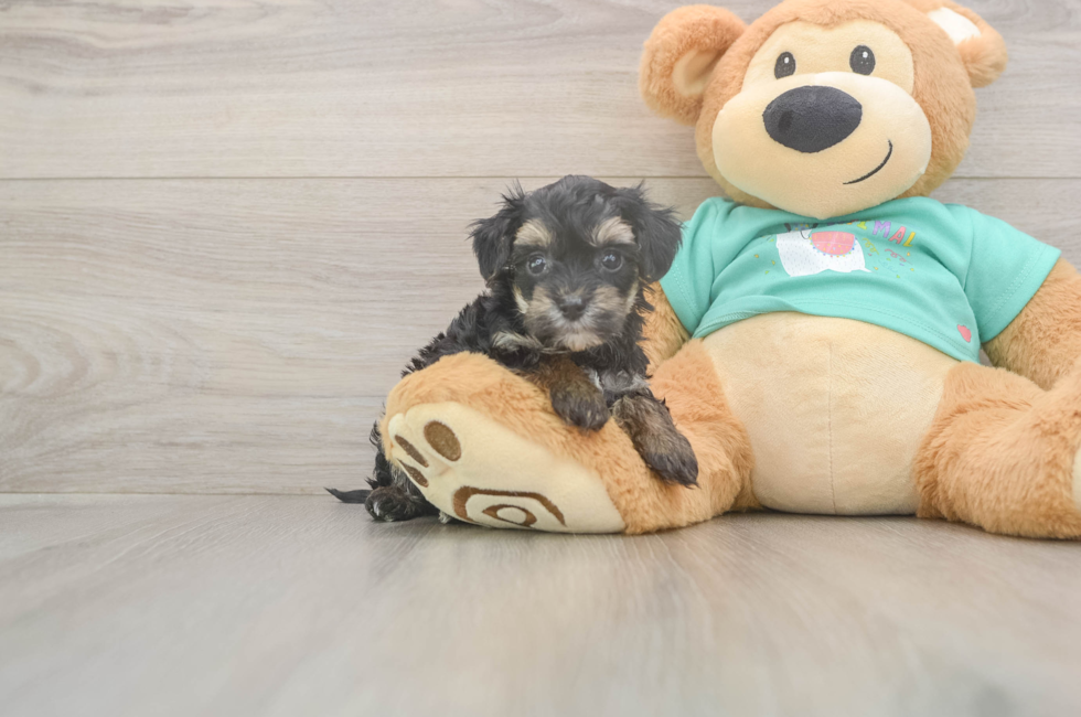 9 week old Yorkie Poo Puppy For Sale - Premier Pups