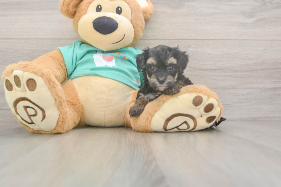 Yorkie Poo Puppy for Adoption