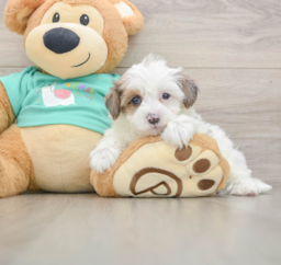 6 week old Yorkie Poo Puppy For Sale - Premier Pups