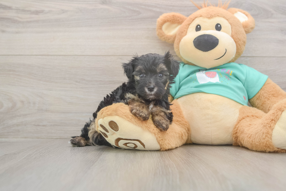 Yorkie Poo Puppy for Adoption